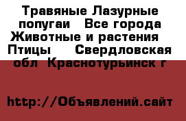 Травяные Лазурные попугаи - Все города Животные и растения » Птицы   . Свердловская обл.,Краснотурьинск г.